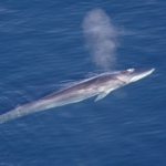 L’Islande prévoit d’interdire définitivement la chasse commerciale à la baleine.
