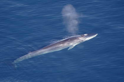 L’Islande prévoit d’interdire définitivement la chasse commerciale à la baleine.
