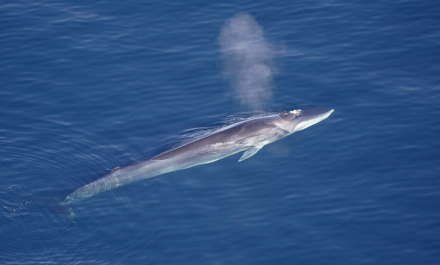 L’Islande prévoit d’interdire définitivement la chasse commerciale à la baleine.