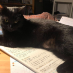 En Isère, une chatte disparue sur une aire d’autoroute a été retrouvée après 28 jours de recherches