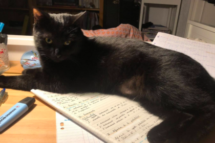 En Isère, une chatte disparue sur une aire d’autoroute a été retrouvée après 28 jours de recherches