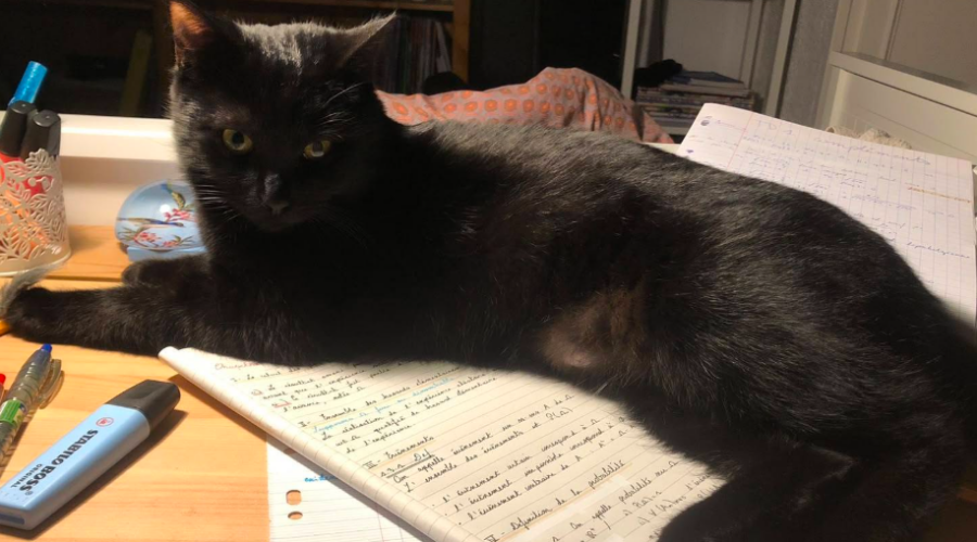 En Isère, une chatte disparue sur une aire d’autoroute a été retrouvée après 28 jours de recherches