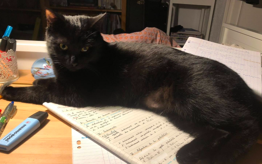 En Isère, une chatte disparue sur une aire d’autoroute a été retrouvée après 28 jours de recherches