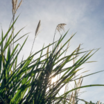 En Moselle, des plantes nettoient d’anciennes friches industrielles