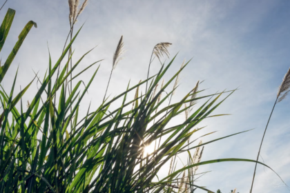 En Moselle, des plantes nettoient d’anciennes friches industrielles