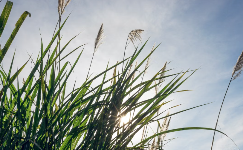 En Moselle, des plantes nettoient d’anciennes friches industrielles