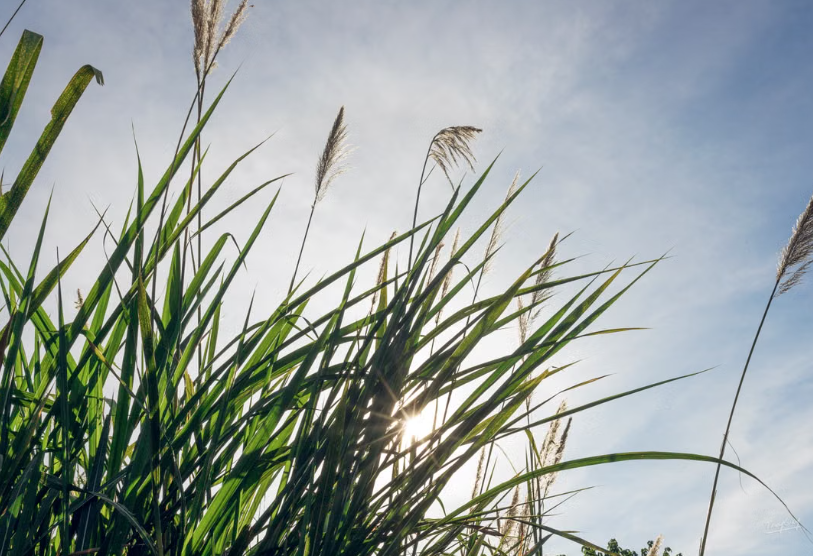 En Moselle, des plantes nettoient d’anciennes friches industrielles