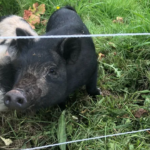 Dans le Beaujolais, un vigneron utilise des cochons kunekune pour désherber naturellement ses vignes.