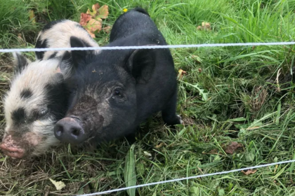Dans le Beaujolais, un vigneron utilise des cochons kunekune pour désherber naturellement ses vignes.