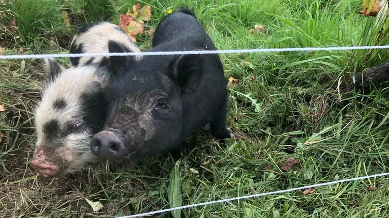 Dans le Beaujolais, un vigneron utilise des cochons kunekune pour désherber naturellement ses vignes.