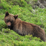 Les ours bruns reconquièrent les Asturies après avoir frôlé l’extinction.