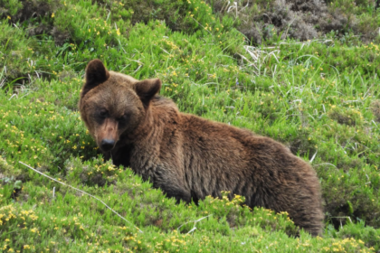 Les ours bruns reconquièrent les Asturies après avoir frôlé l’extinction.