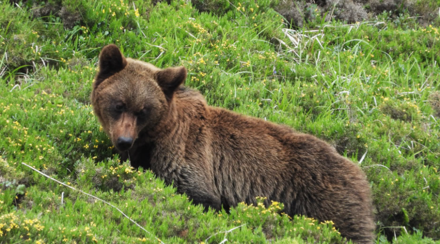 Les ours bruns reconquièrent les Asturies après avoir frôlé l’extinction.