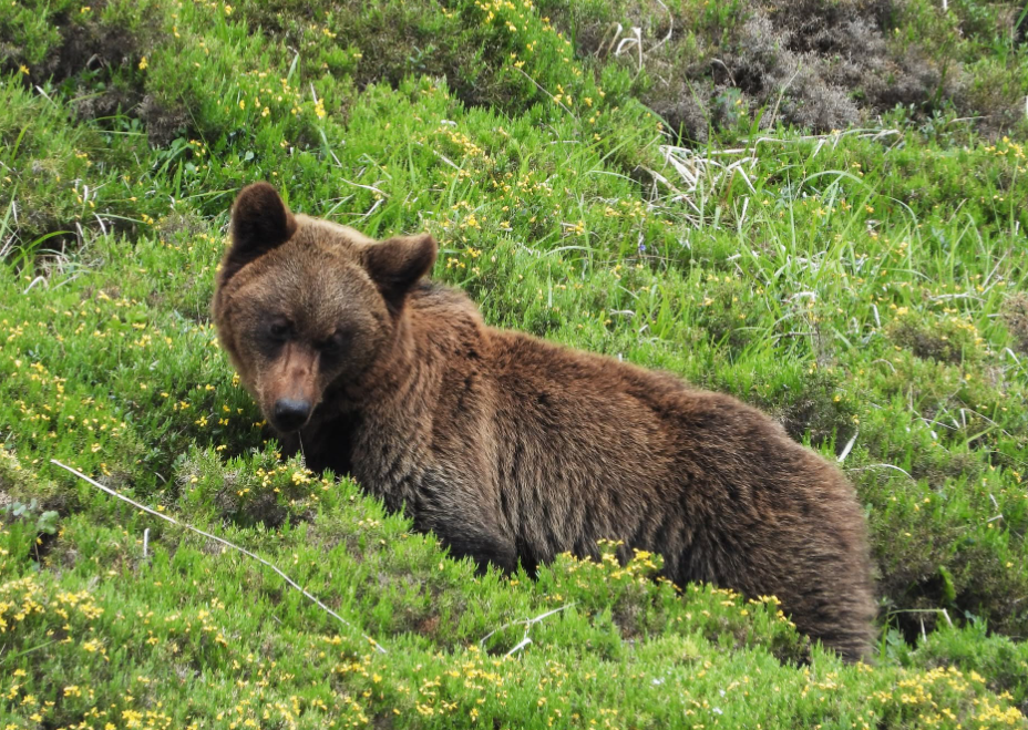 Les ours bruns reconquièrent les Asturies après avoir frôlé l’extinction.