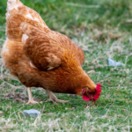 L’Union européenne prévoit d’interdire les cages pour les poules pondeuses et les truies
