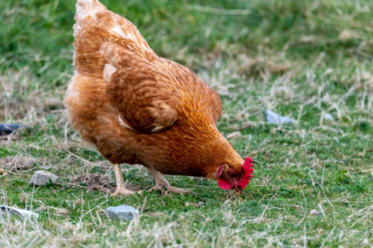 L’Union européenne prévoit d’interdire les cages pour les poules pondeuses et les truies