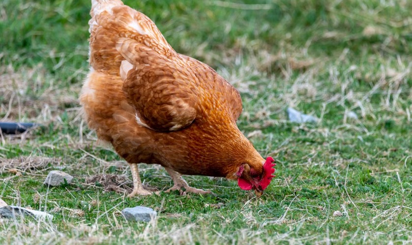 L’Union européenne prévoit d’interdire les cages pour les poules pondeuses et les truies
