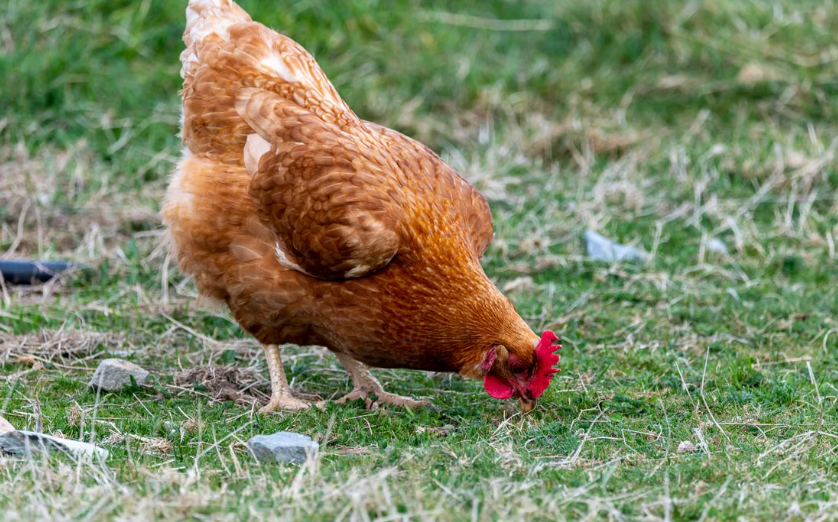 L’Union européenne prévoit d’interdire les cages pour les poules pondeuses et les truies