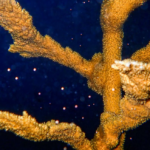 En Floride, des scientifiques créent une nouvelle génération de coraux corne d’élan