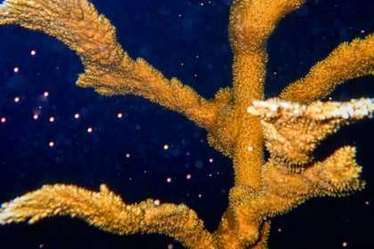 En Floride, des scientifiques créent une nouvelle génération de coraux corne d’élan
