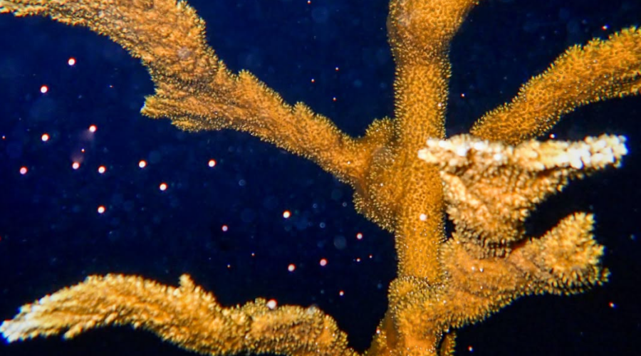 En Floride, des scientifiques créent une nouvelle génération de coraux corne d’élan