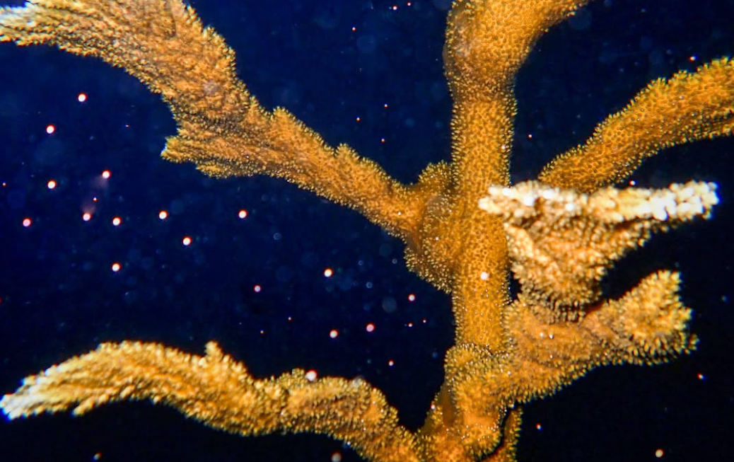 En Floride, des scientifiques créent une nouvelle génération de coraux corne d’élan
