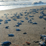 Plus de 3 000 bébés tortues marines ont été relâchés à Veracruz après des mois de protection des nids.