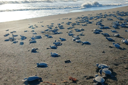 Plus de 3 000 bébés tortues marines ont été relâchés à Veracruz après des mois de protection des nids.