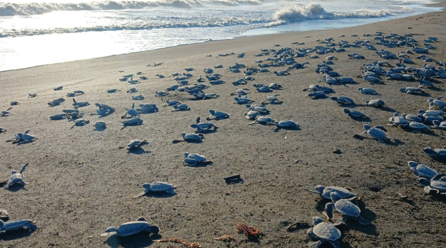 Plus de 3 000 bébés tortues marines ont été relâchés à Veracruz après des mois de protection des nids.