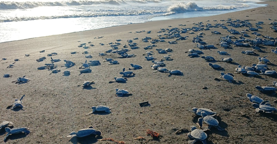Plus de 3 000 bébés tortues marines ont été relâchés à Veracruz après des mois de protection des nids.
