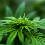 Une étude révèle que de faibles doses de THC empêchent des cellules du cancer du sein de devenir plus agressives