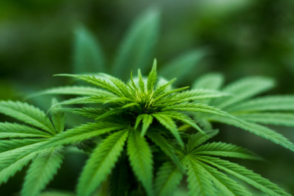 Une étude révèle que de faibles doses de THC empêchent des cellules du cancer du sein de devenir plus agressives