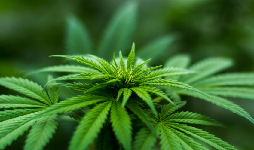Une étude révèle que de faibles doses de THC empêchent des cellules du cancer du sein de devenir plus agressives
