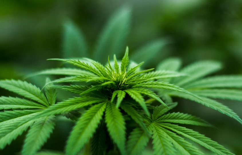 Une étude révèle que de faibles doses de THC empêchent des cellules du cancer du sein de devenir plus agressives