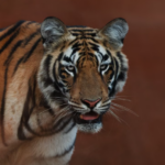 Les populations de tigres sauvages repartent à la hausse