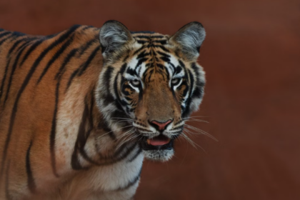 Les populations de tigres sauvages repartent à la hausse
