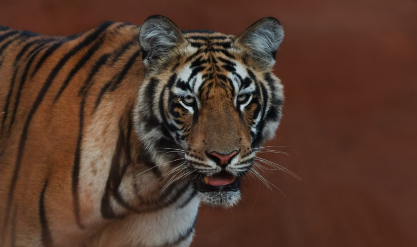 Les populations de tigres sauvages repartent à la hausse