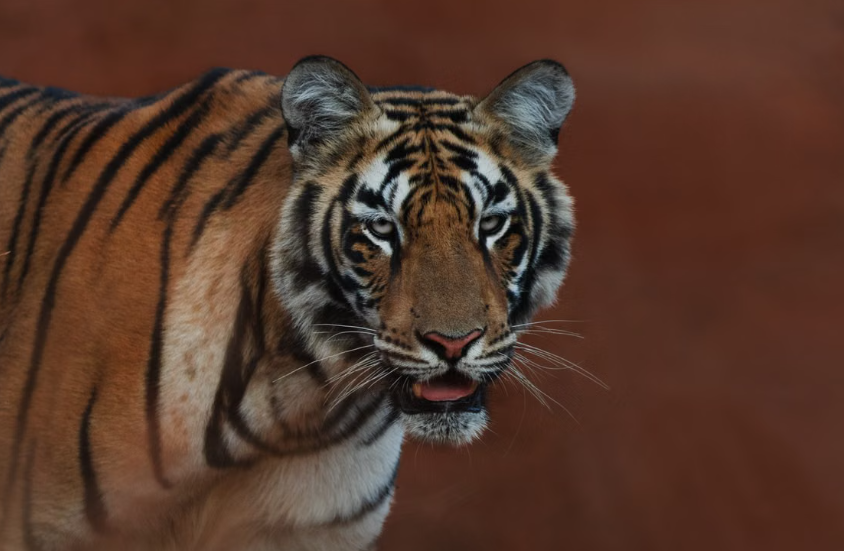 Les populations de tigres sauvages repartent à la hausse