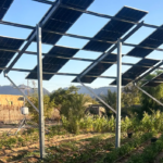 Des agriculteurs égyptiens expérimentent l’agrivoltaïsme
