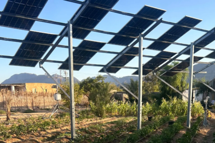 Des agriculteurs égyptiens expérimentent l’agrivoltaïsme