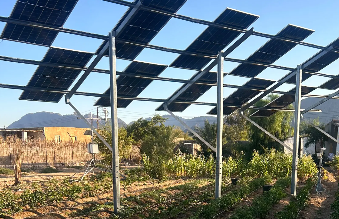 Des agriculteurs égyptiens expérimentent l’agrivoltaïsme