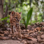 Des scientifiques ont identifié en Bolivie Leopardus tilcayo, la première nouvelle espèce de chat sauvage officiellement décrite depuis plus d’un siècle.