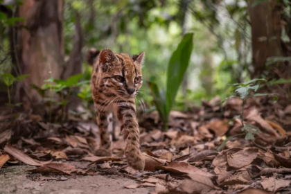 Des scientifiques ont identifié en Bolivie Leopardus tilcayo, la première nouvelle espèce de chat sauvage officiellement décrite depuis plus d’un siècle.