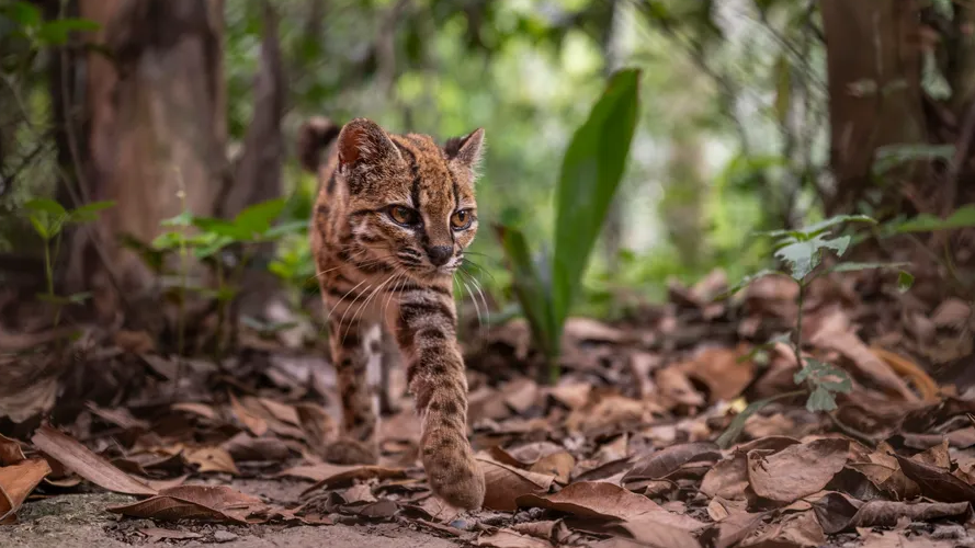 Des scientifiques ont identifié en Bolivie Leopardus tilcayo, la première nouvelle espèce de chat sauvage officiellement décrite depuis plus d’un siècle.