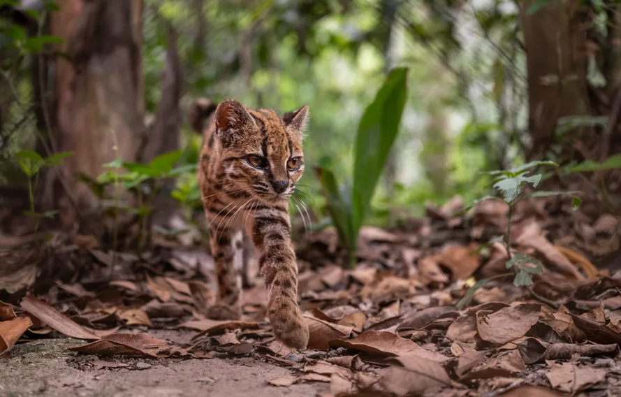 Des scientifiques ont identifié en Bolivie Leopardus tilcayo, la première nouvelle espèce de chat sauvage officiellement décrite depuis plus d’un siècle.