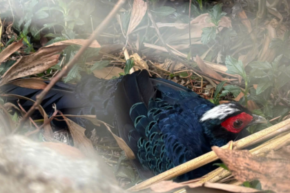 20 faisans rares rentrent au Vietnam pour sauver leur espèce
