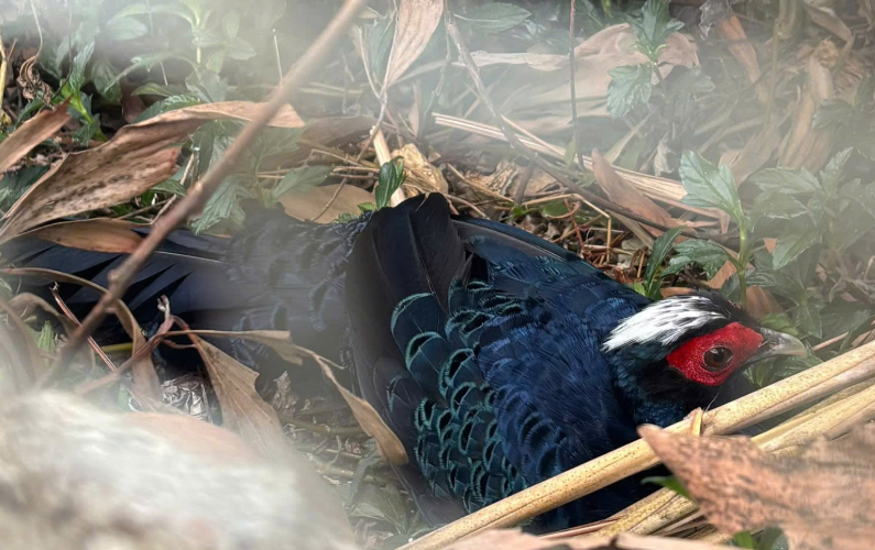 20 faisans rares rentrent au Vietnam pour sauver leur espèce