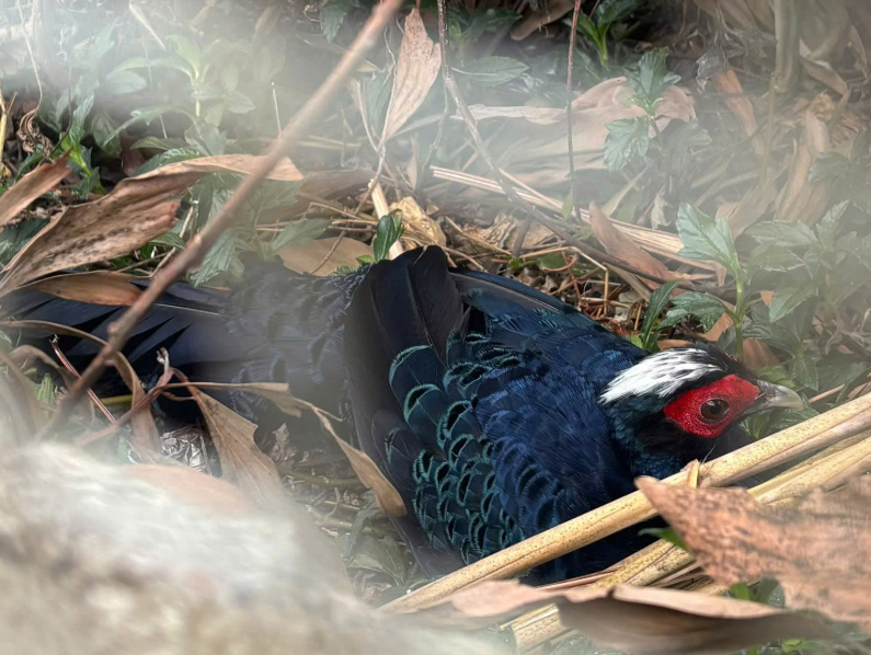 20 faisans rares rentrent au Vietnam pour sauver leur espèce