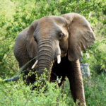 La Tanzanie a créé son premier corridor faunique protégé pour les éléphants.