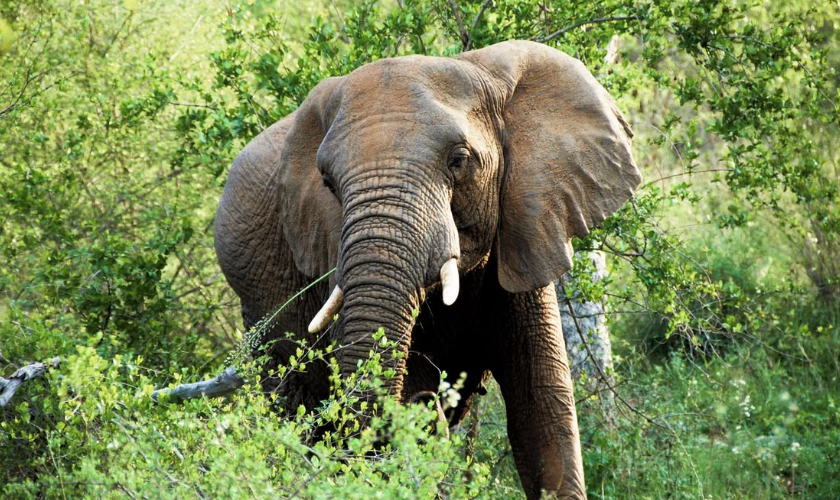 La Tanzanie a créé son premier corridor faunique protégé pour les éléphants.